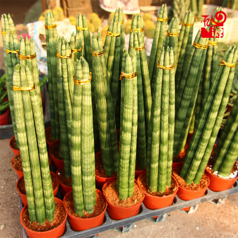 植物虎尾多肉棒叶兰佛前香圆叶虎尾兰多绿植花卉观绿植