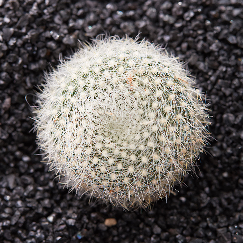 植物白雪仙人球多桌面防辐射肉肉绿植办公室盆栽多肉植物