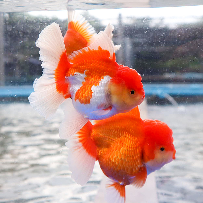 金鱼精品冷水邮包包邮包招财水族宠物品红鱼苗鱼