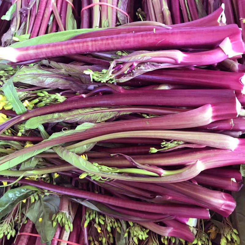 菜苔新鲜红菜心农家湖北包邮蔬菜时令鲜嫩苔菜其它