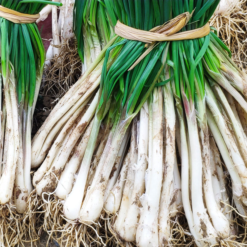 新鲜蕌头带叶嫩荞头蔬菜5斤装整箱批发现挖荞白小蒜炒菜蕌头包邮3