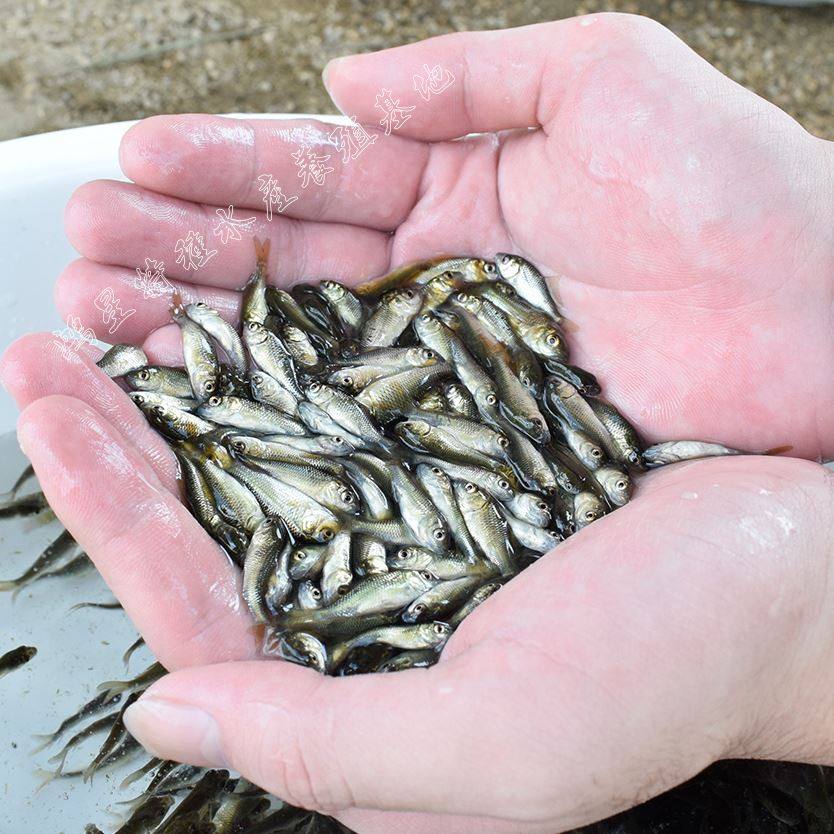 鱼苗鲫鱼活体鲤鱼放生淡水鱼食蚊饲料包邮鱼