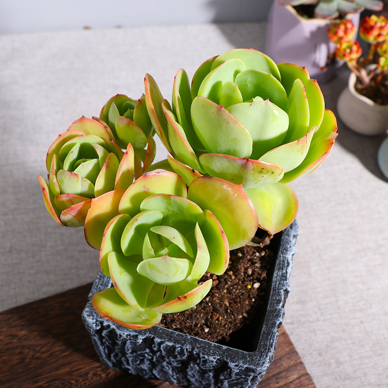 碧桃多肉老桩超大一物一拍群生缀化悬崖骑兵包邮组合盆栽花卉