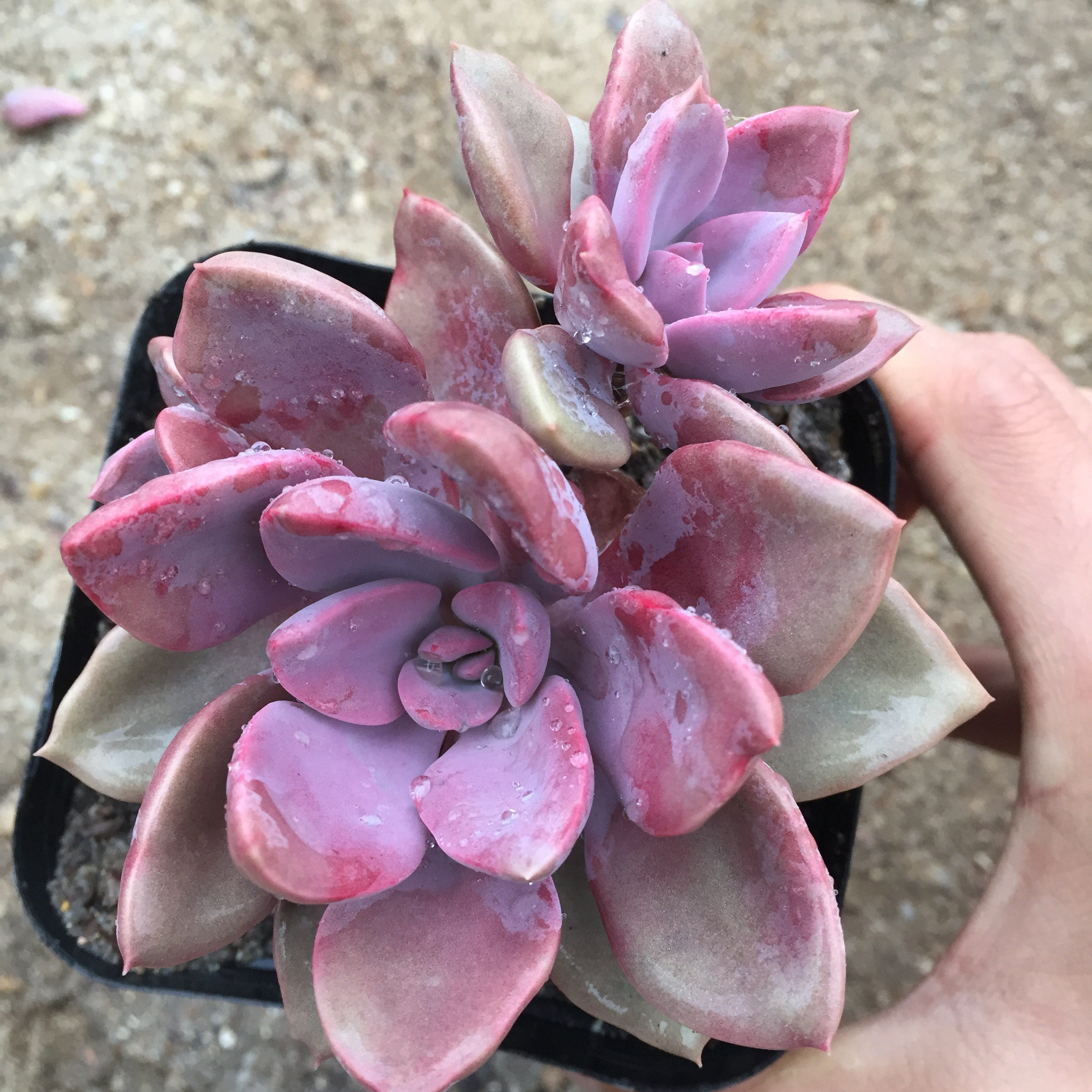 黛比多肉老桩一物一拍群生多头组合盆栽含盆带土多头清仓包邮室内