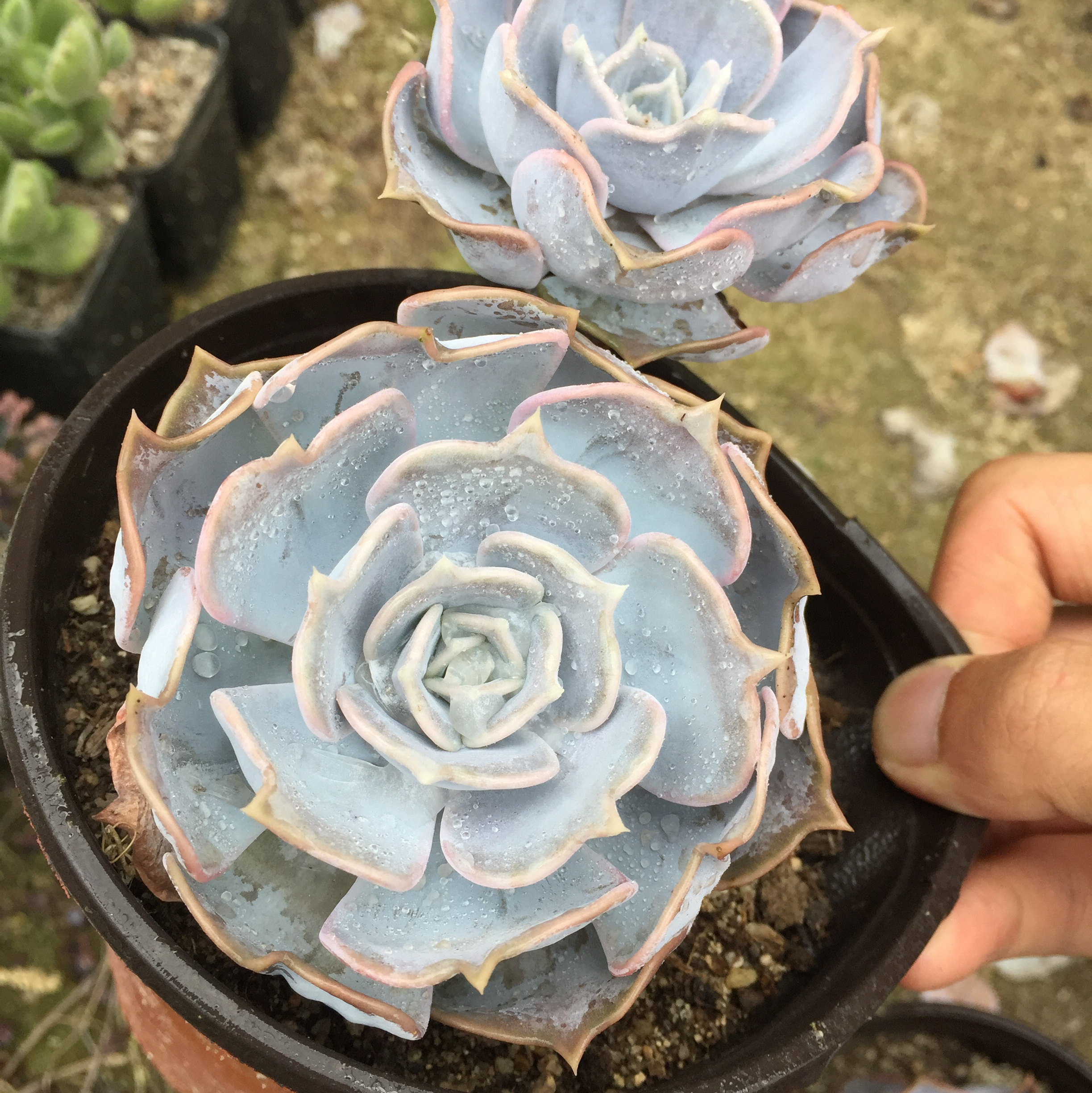 丽娜莲多植物老桩一物一拍多头群生大颗组合多肉植物