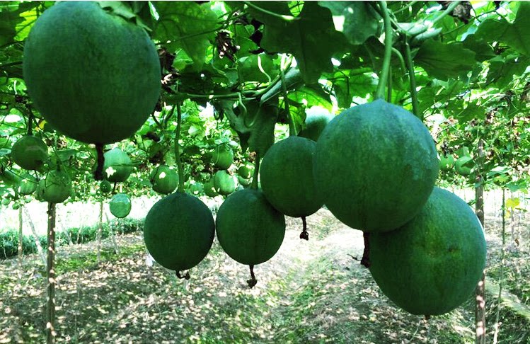 徽姐野瓜安徽天柱山瓜蒌籽瓜篓子250克自封封口瓜子