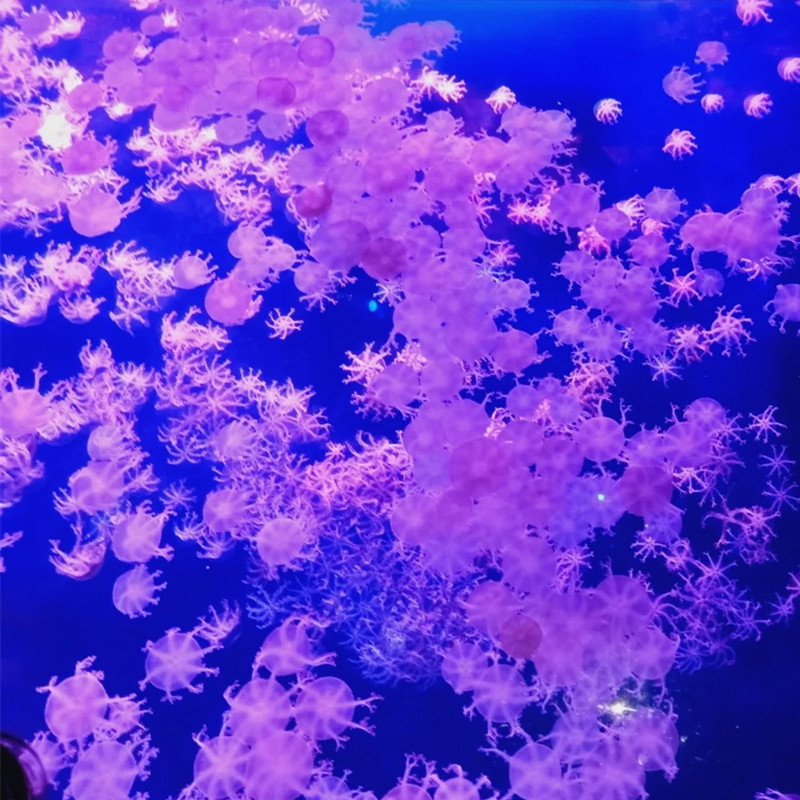 水母倒立雪花活物安朵网红蓝色小水观赏梦幻其它水族宠物