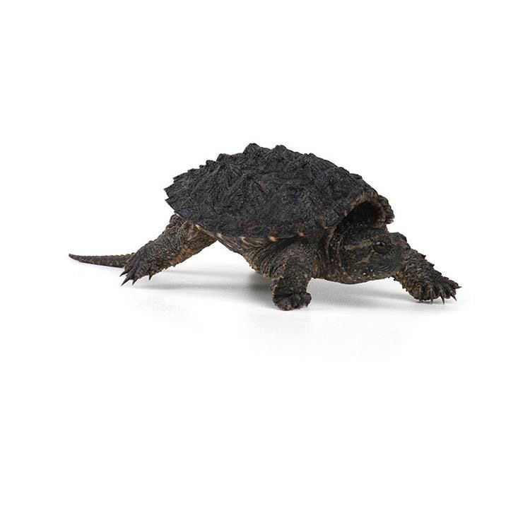 鳄龟活体鳄鱼龟凶猛纯佛金甲爆刺精品龟龟苗网红小宠物深水小乌龟