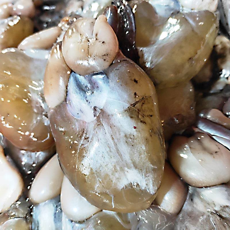 墨鱼温岭双蛋微咸腌制目鱼500g清蒸乌贼浙江冷冻墨鱼