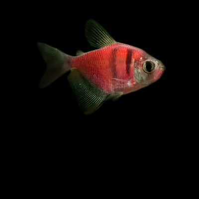 天使鱼彩色鱼热带鱼观赏鱼淡水小型鱼活体彩虹鱼灯科鱼好养易活_双氙