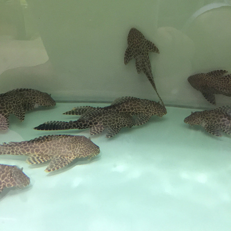 清道夫鱼苗鱼缸水池清洁工热带鱼观赏鱼淡水鱼垃圾鱼