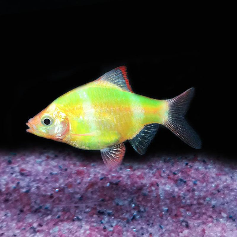 虎皮热带鱼小虎淡水鱼鱼群小型观赏鱼蓝皮鱼蓝绿虎鱼