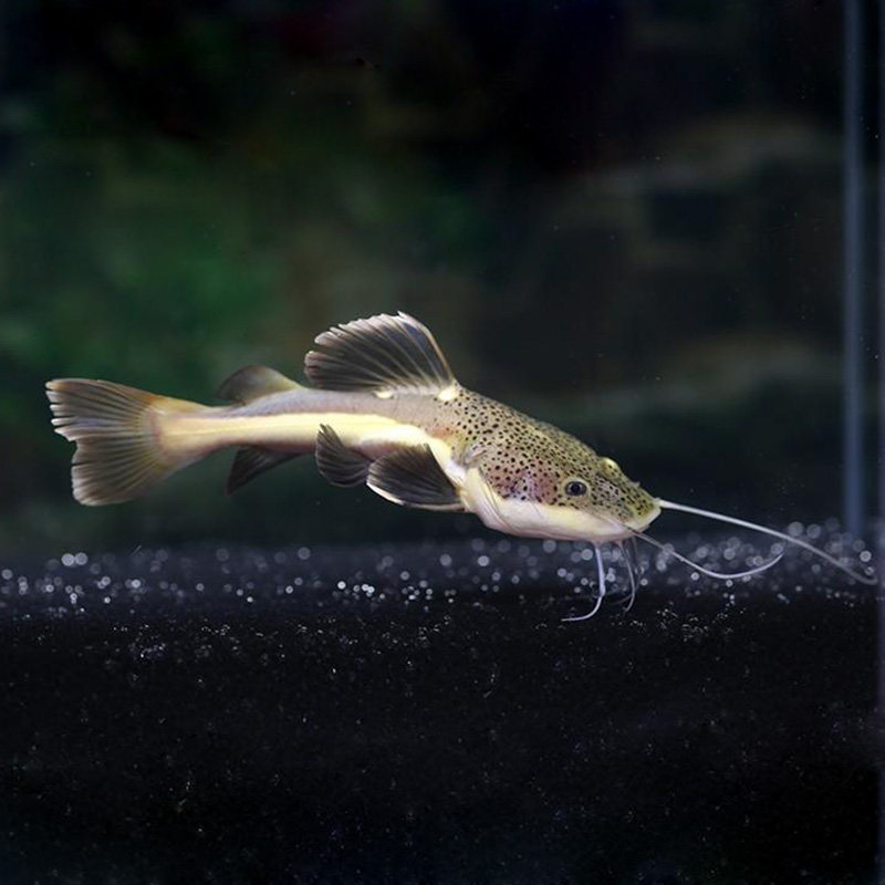 招财猫狗仔热带鱼观赏鱼大型底层凶猛猛鱼淡水鱼可混鱼