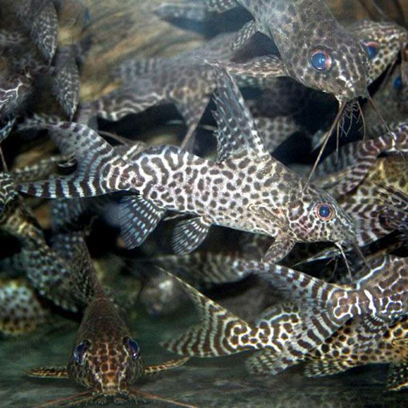 反游猫倒猫猫鱼热带鱼观赏鱼水族宠物活体鱼好养耐鱼