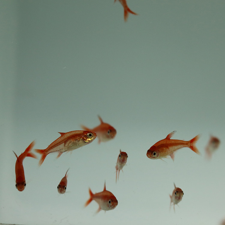 喷火灯科鱼群热带观赏鱼淡水小型红衣扯旗红绿灯鱼