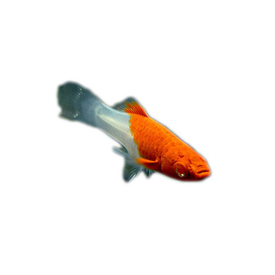 红白剑剑尾鱼红剑鱼热带观赏鱼活体鱼淡水胎生鱼水族宠物包邮包活