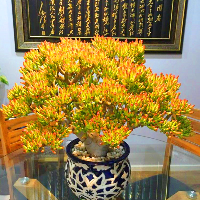 栽培吸财树要保持常年温暖的环境,冬天温度降到10度以下,就需要将它