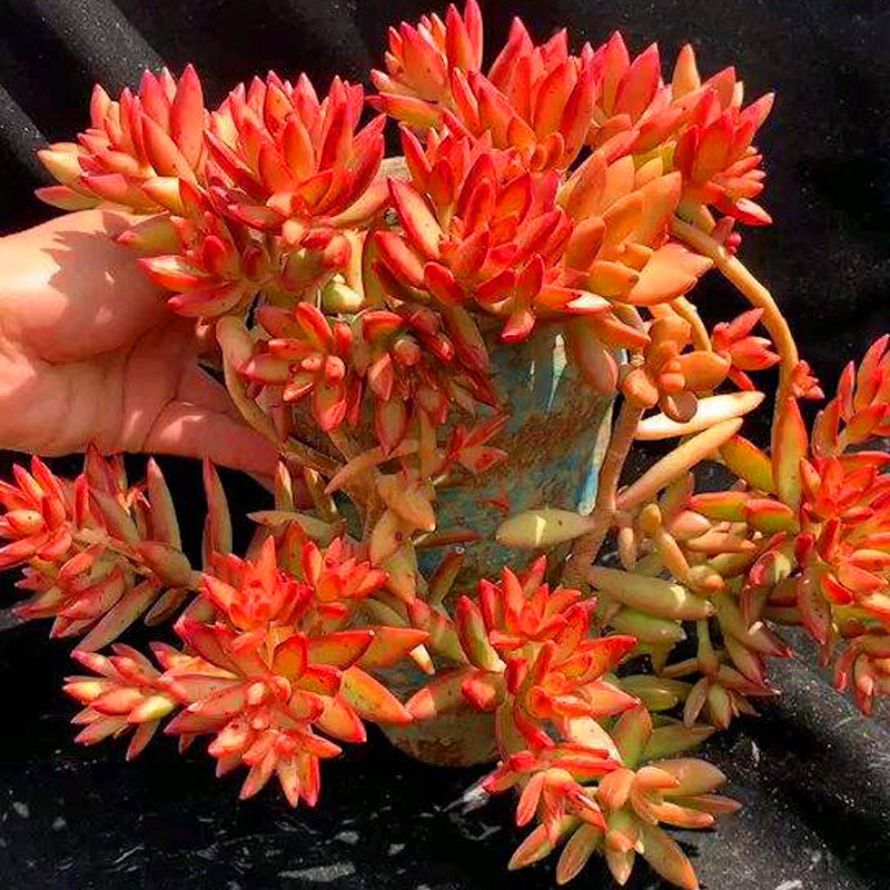 大盆红日群生老桩新手多肉植物趣味办公办公室多肉植物