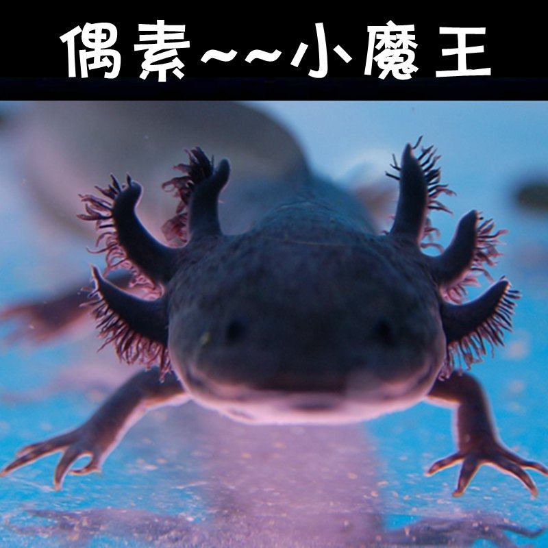 龙鱼六角淡水活体观赏鱼四脚冷水鱼蝾螈恐龙东方鱼