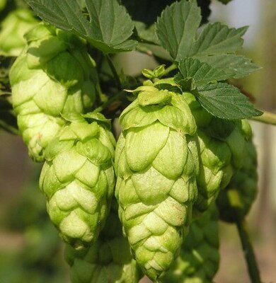 精油蛇麻啤酒花毫升芳疗单方精油