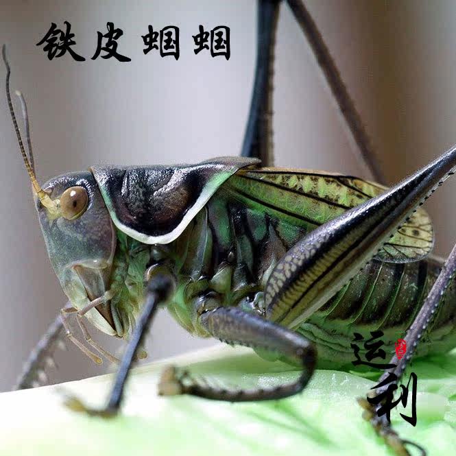 儿童宠物过冬蝈蝈送塑料笼残亡补发包邮铁皮绿色山青翡翠蝈蝈活体