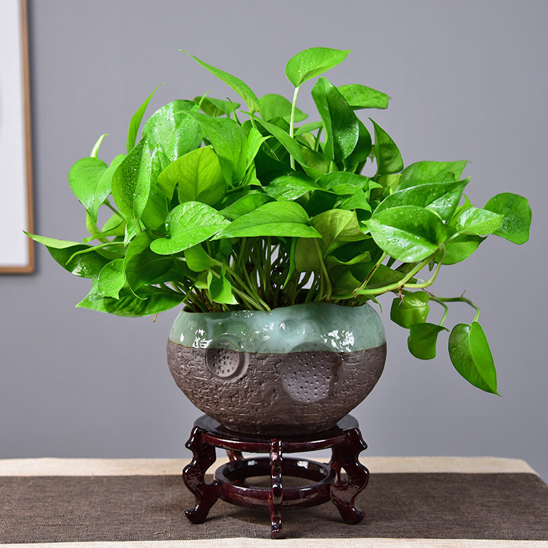 绿萝盆栽室内甲醛客厅办公室绿植植观叶好养净化空气绿植