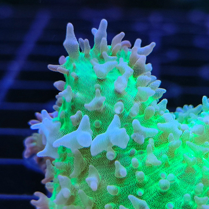 珊瑚虎耳菇象耳菇软体lps活体人工新手试水其它水族宠物