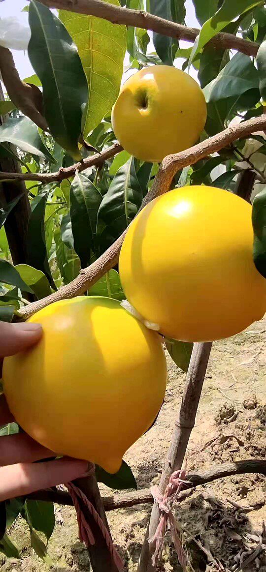 果苗黄金新品冬蜜黄晶果嫁接阳台庭院盆栽栽树果树