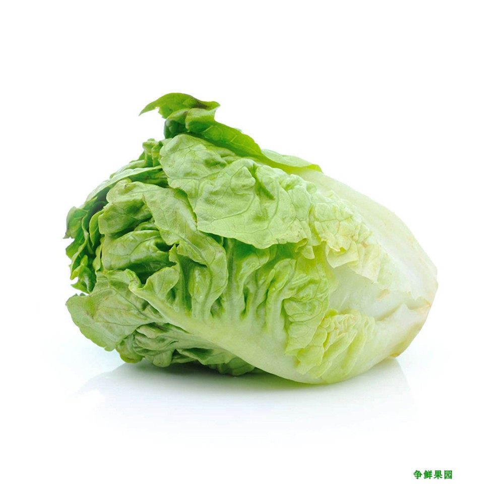 生菜波斯顿奶油新鲜沙拉蔬菜食色色拉西餐餐食其它