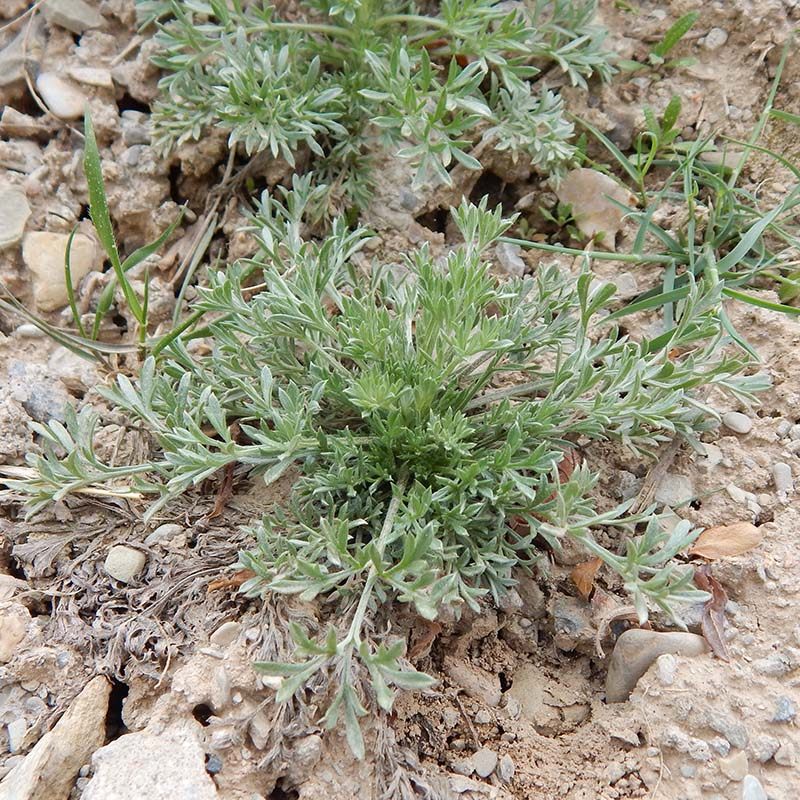 茵陈草18年六盘山三月新货整颗野生新鲜干品绵茵陈白蒿茵陈茶500g