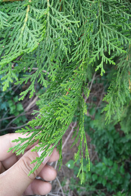 侧柏野生嫩叶扁柏叶乌发脱发洗发水精选叶子泡酒500克其他药食同源