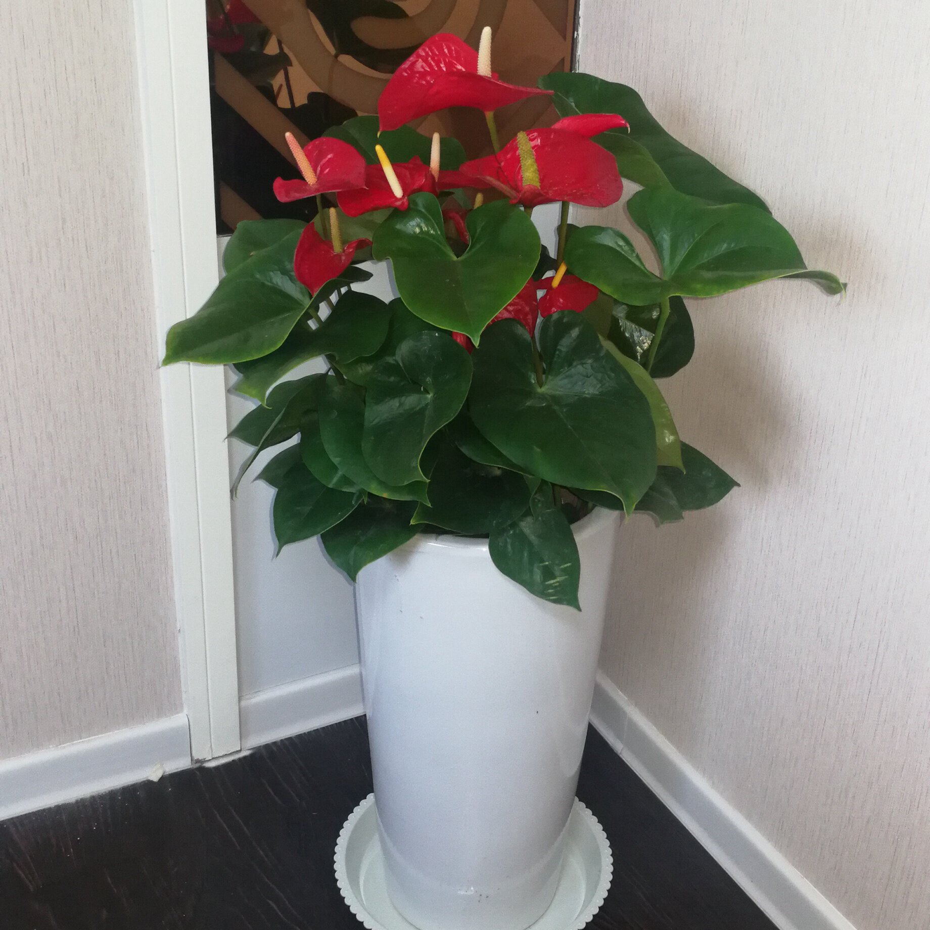 红掌济南风月园艺开业乔迁送礼喜庆花卉盆栽大型绿植