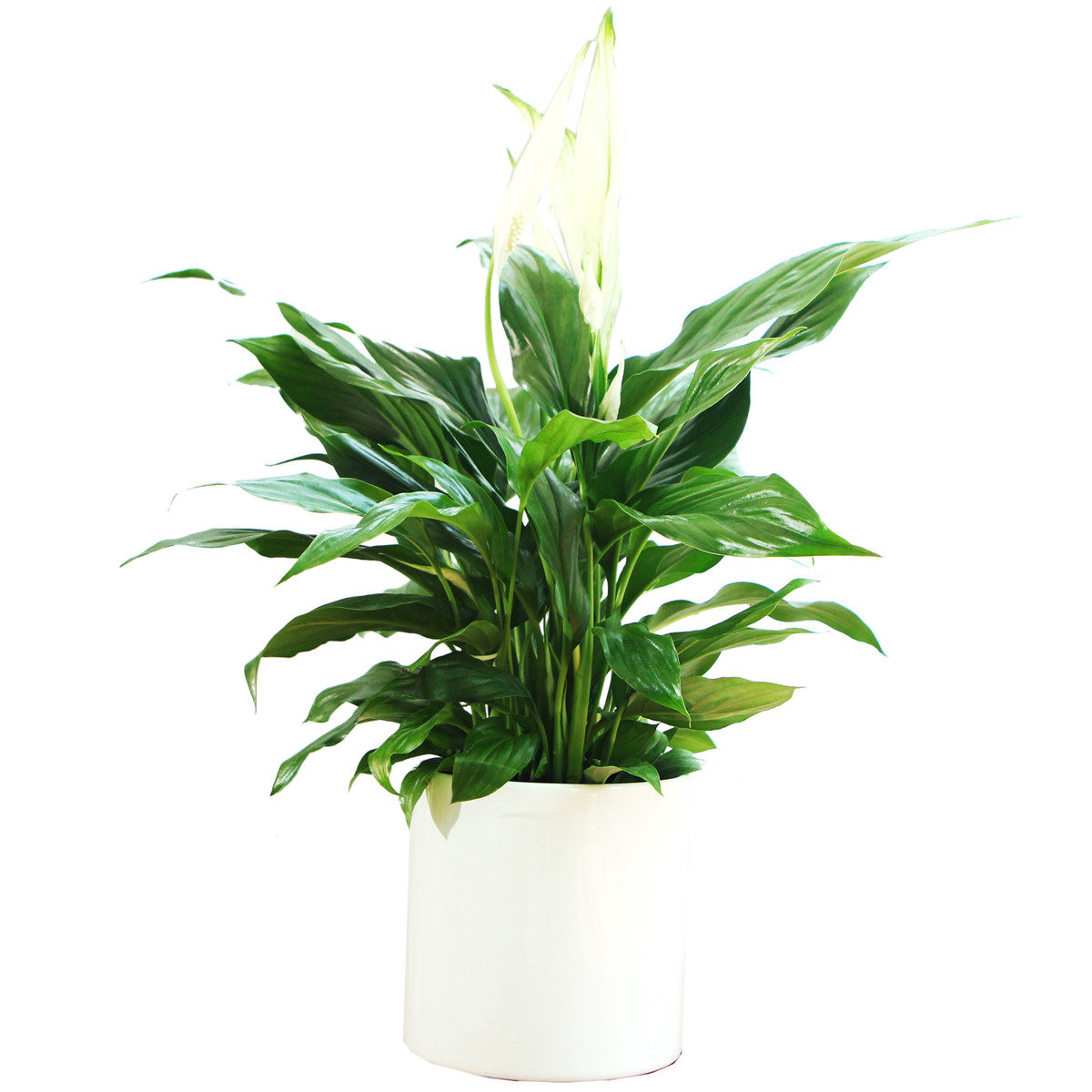 绿植一帆风顺济南风月园艺花卉盆栽送货上门办公桌甲醛绿植