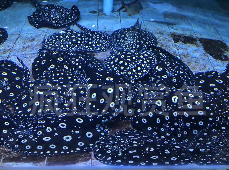 魟鱼黑金观赏鱼活体皇冠黑白黑帝帝王珍珠热带鱼鱼