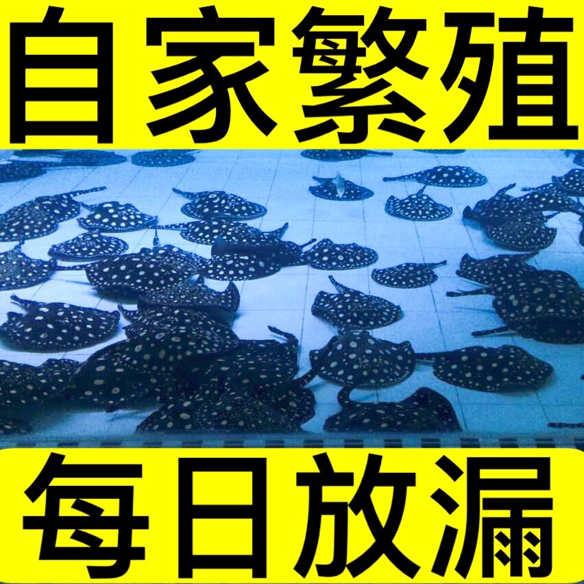 魟鱼黑金观赏鱼活体皇冠黑白黑帝帝王珍珠热带鱼鱼