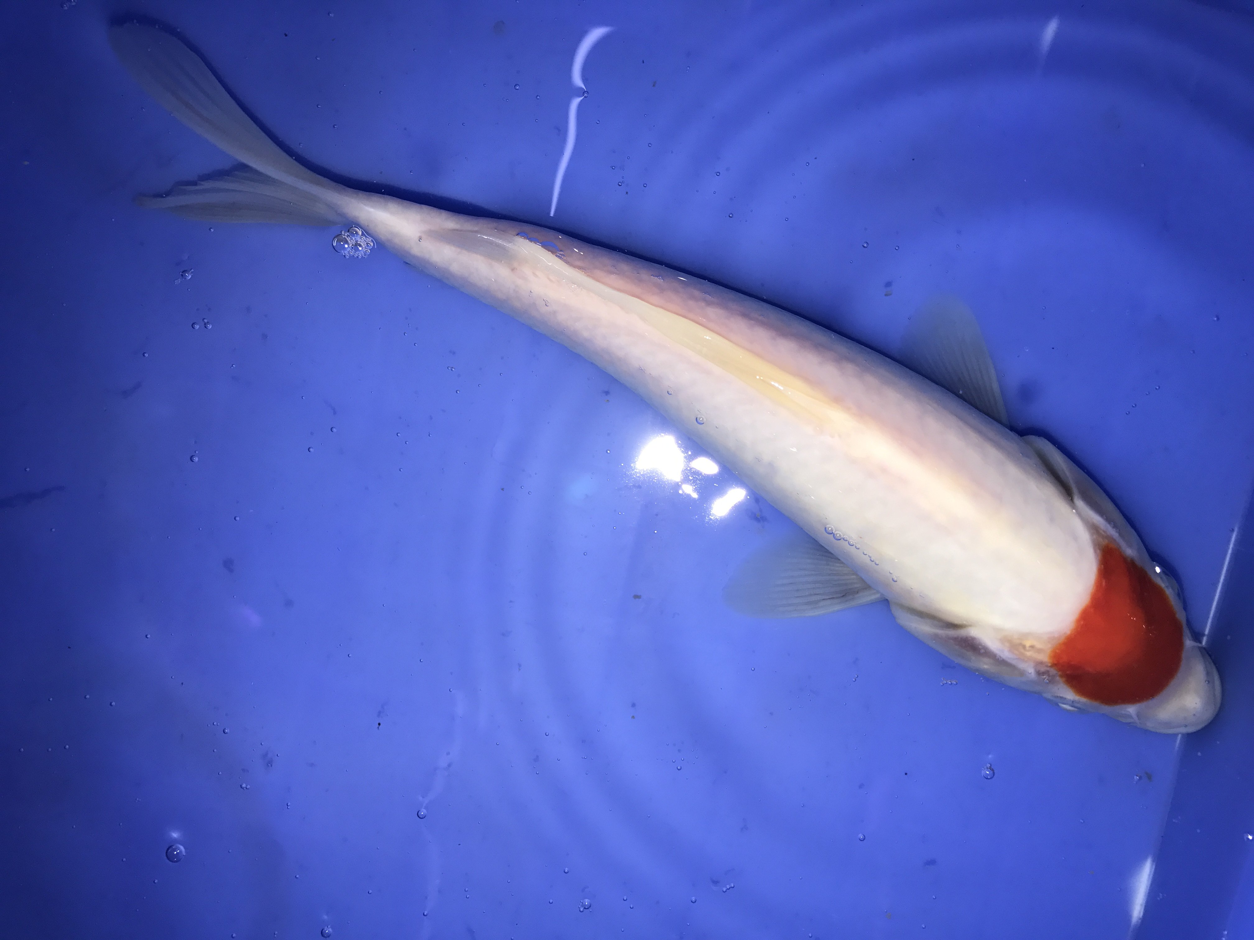 锦鲤精品丹顶活体日本纯种观赏鱼风水冷水鱼鱼苗鱼