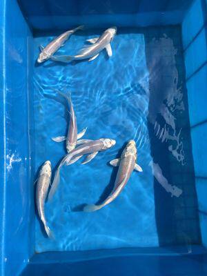 锦鲤纯种白金不换换水鱼练手白银银色观赏鱼风水鱼