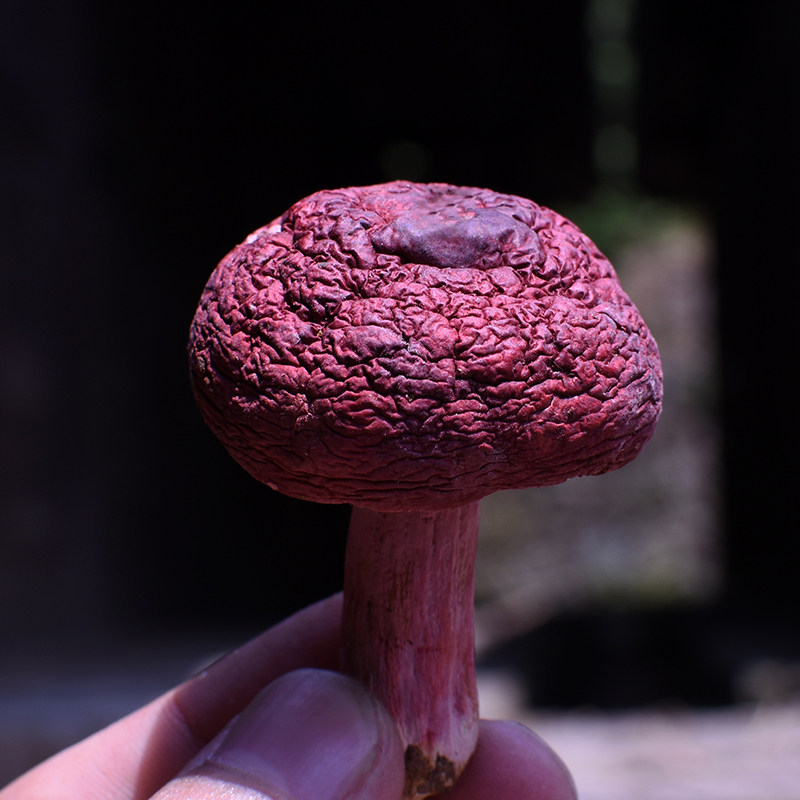 红菇野生正宗红菇福建武夷山香菇红蘑菌菇干货煲汤食材250g非500g