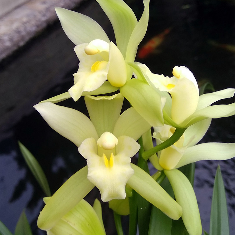 兰花大王带兰花苗十八格格花苞浓香四季墨兰花卉