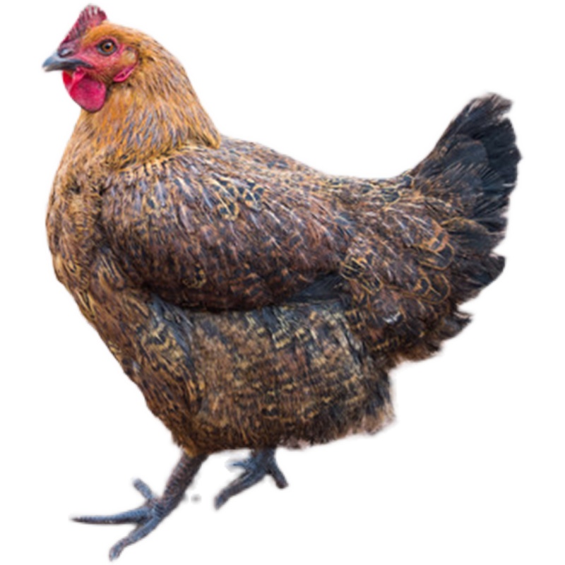 麻羽散养邮包笨鸡包草鸡脱温活体土鸡王土鸡下蛋整鸡