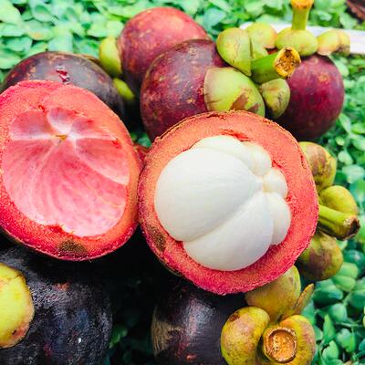 山竹树苗新品种四季水果苗盆栽嫁接进口山竹苗南北方种植当年结果