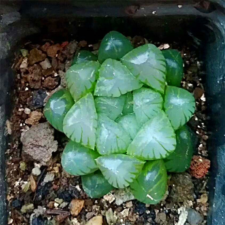 水晶寿玉露多肉植物组合盆栽防辐射吸甲醛净化空气店铺满23元包邮