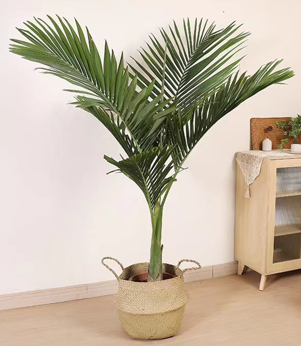 大型绿植棕榈科观室内外植物槟榔树亚历山大椰子树甲醛大型绿植