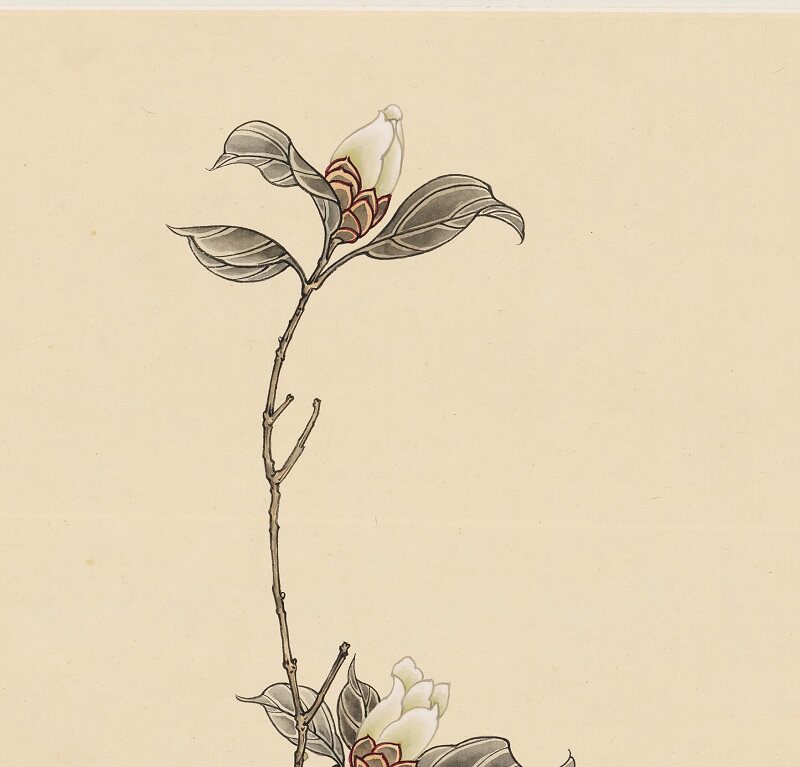 于非庵红白茶花近现代工笔花卉国画竖幅高清宣纸国画
