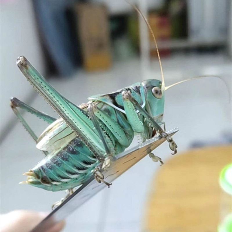 蝈蝈活鸣虫平谷冬蝈蝈山青蝈蝈铁皮蝈蝈新脱蝈蝈点药翡翠葫芦叫罐