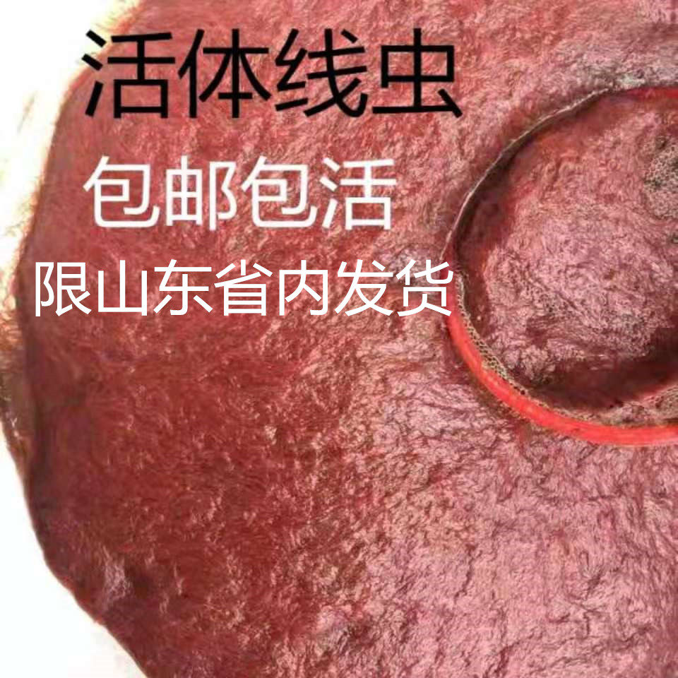 红线蚯蚓线虫活体赤红虫鱼食活线蛇观赏鱼饲料观赏鱼饲料
