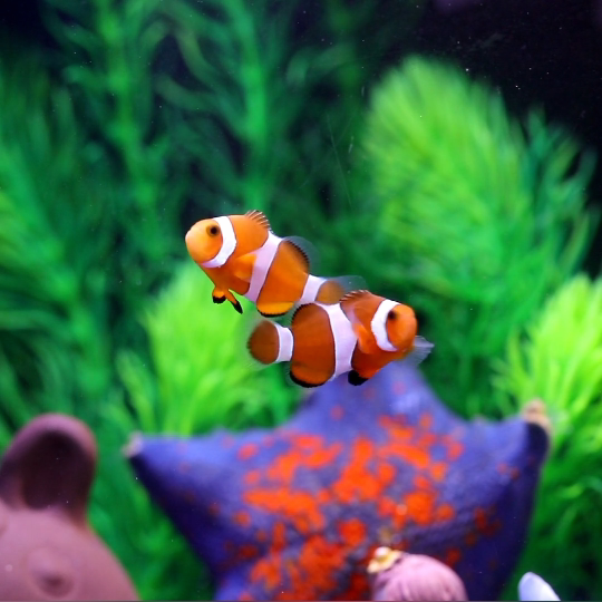 生态水母缸活小丑鱼小型专业鱼缸客厅桌面海水缸鱼缸