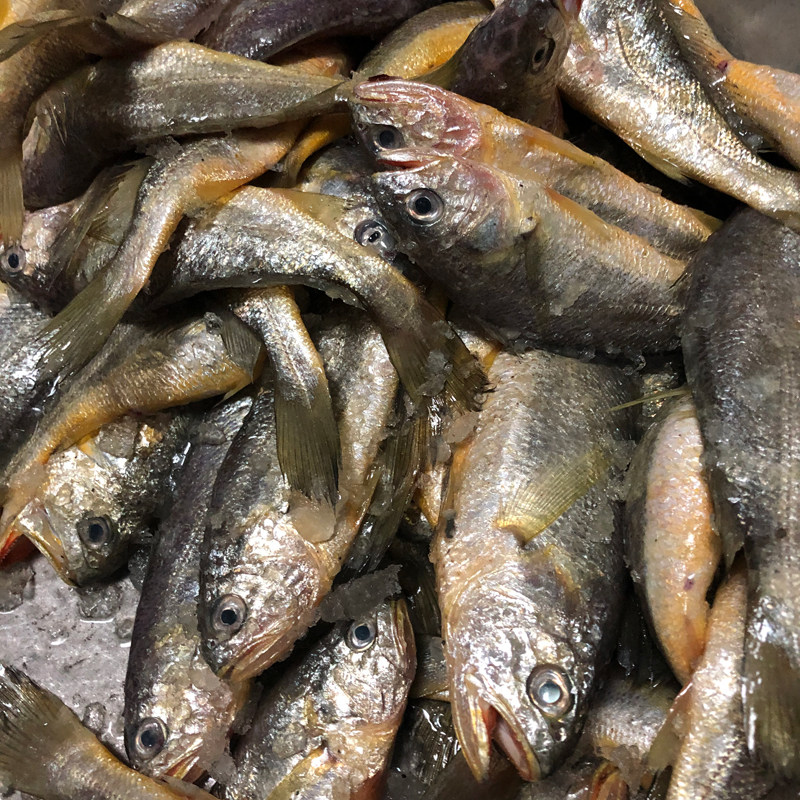 舟山枸杞岛小黄鱼深海海鱼小黄黄花鱼生鲜海鲜黄鱼