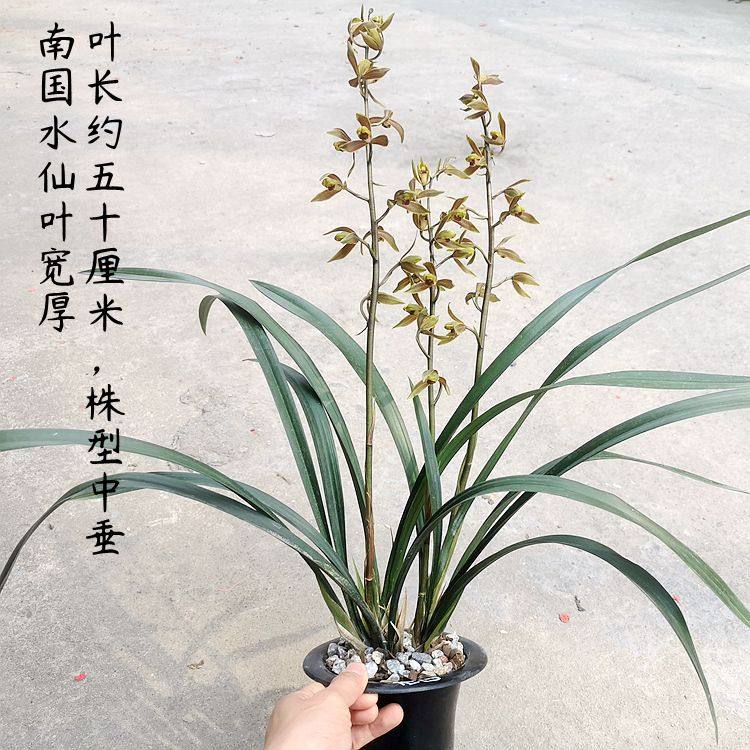 兰花苗墨兰南国水仙水仙瓣老品种浓香净化空气阳台绿植盆栽好