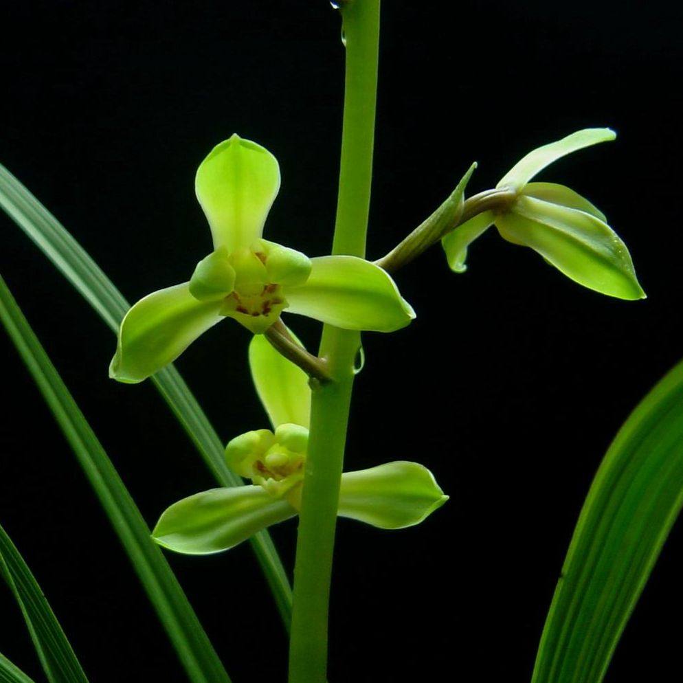 叶姿之一新八种品种入门蕙兰花苞南新江南新兰花花卉